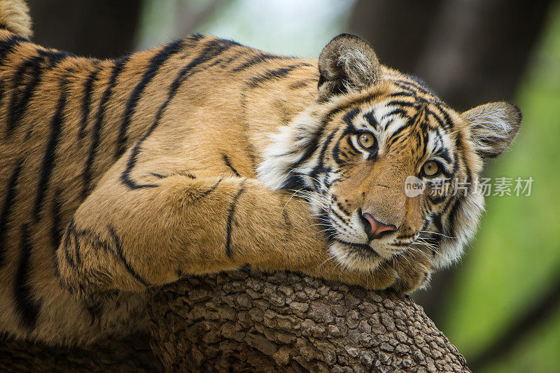 孟加拉虎(Panthera tigris tigris)在树上，野生动物拍摄